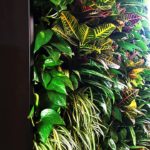 ściana z roślin