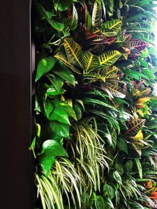 ściana z roślin