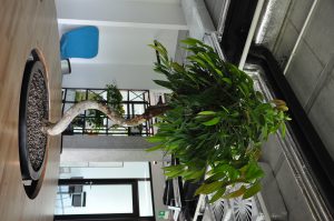 rośliny do biur