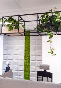 rośliny biuro - jakie najlepsze