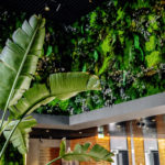 rośliny do restauracji