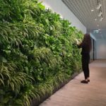 Zielone ściany z roślin stabilizowanych