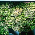 Rośliny do biura bez okna