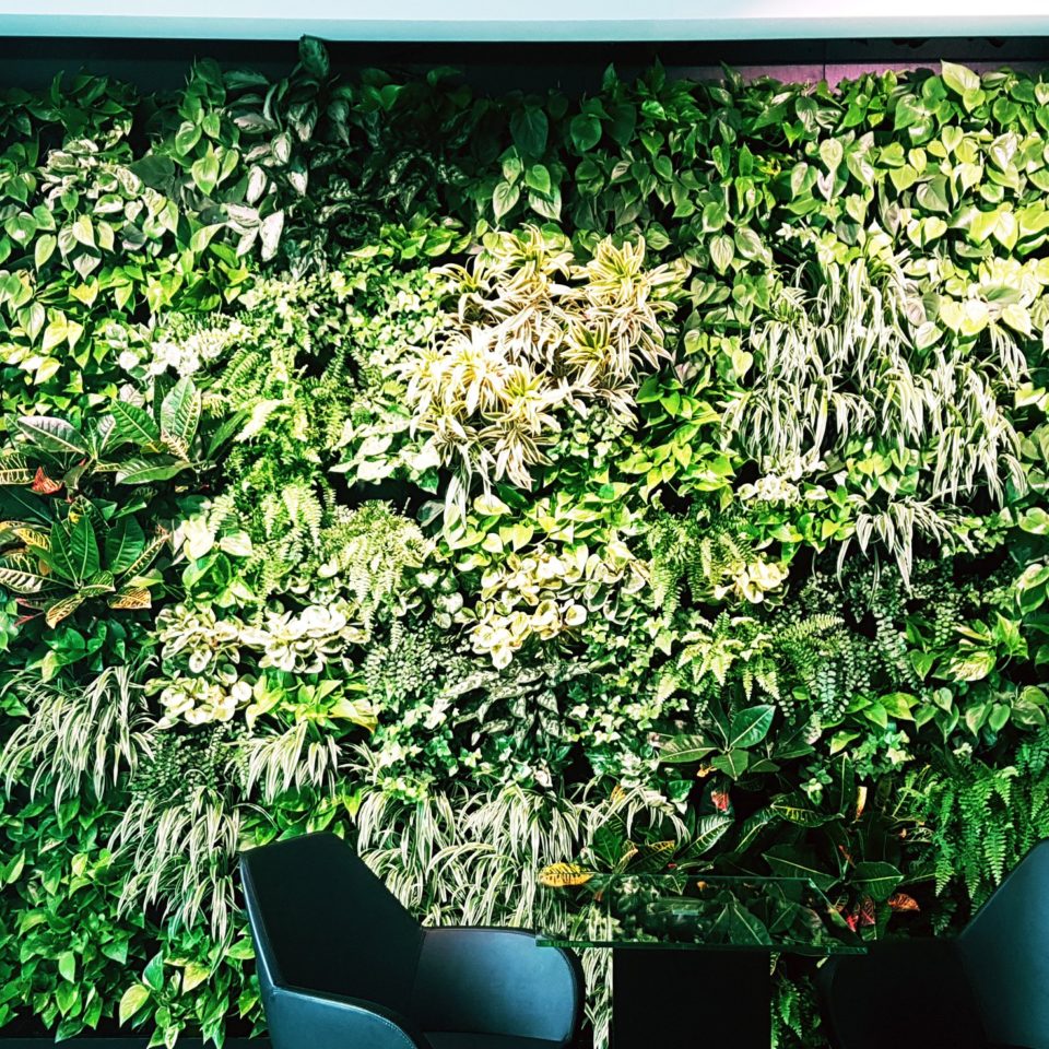 Rośliny do biura bez okna